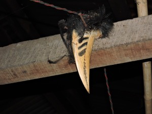 Famous Hornbill - killed.
